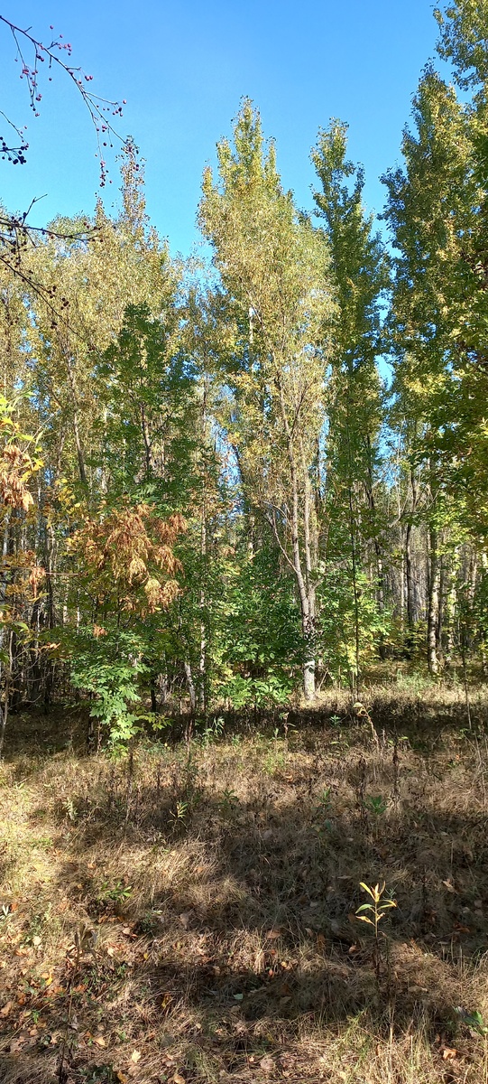 Начало осени