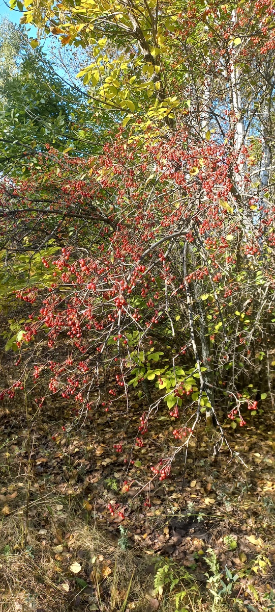 В питомнике много ранеток 