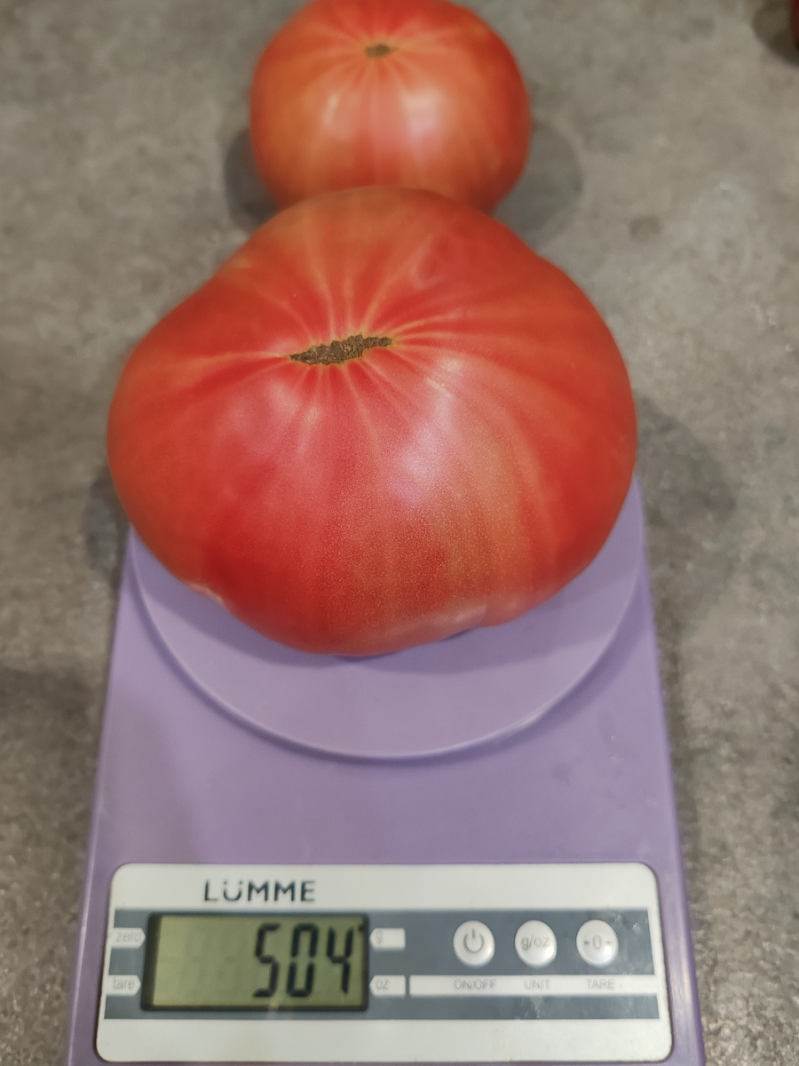 Сорт "Кристина Ватчева" 