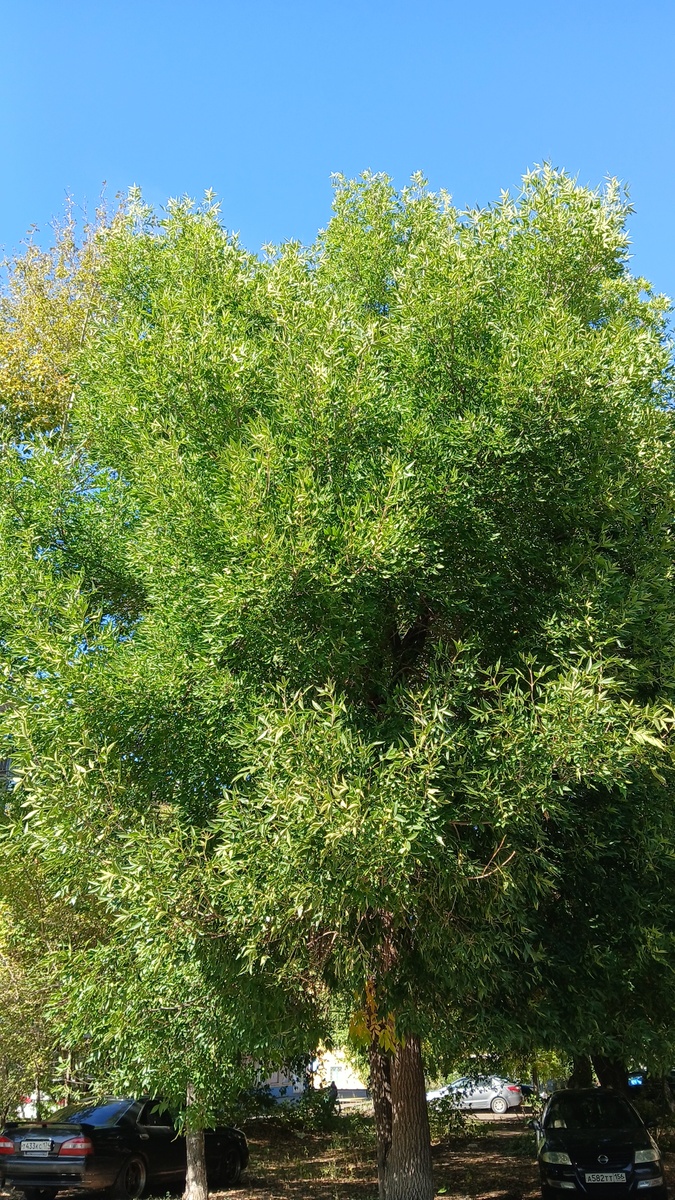 Фото автора 