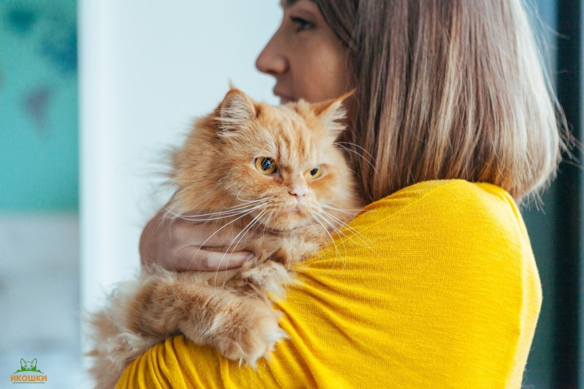 Каких людей любят кошки