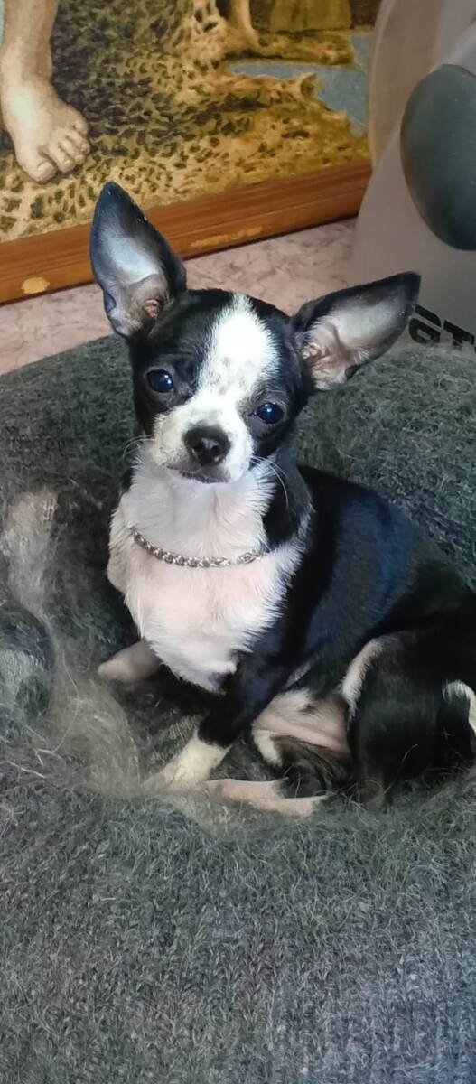 Просто милая собачка)))