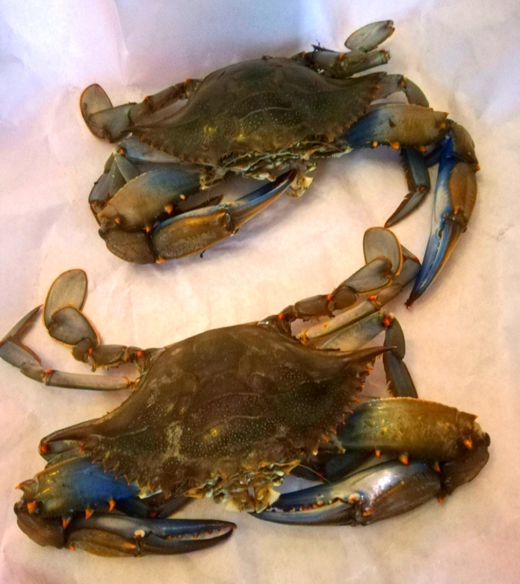 Фото автора. Морские крабы, внезапно найденные в горах, на высоте 300 метров над уровнем моря.