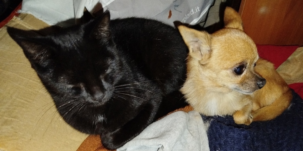 Фото автора. Тот самый котик и старичок чиуауа.