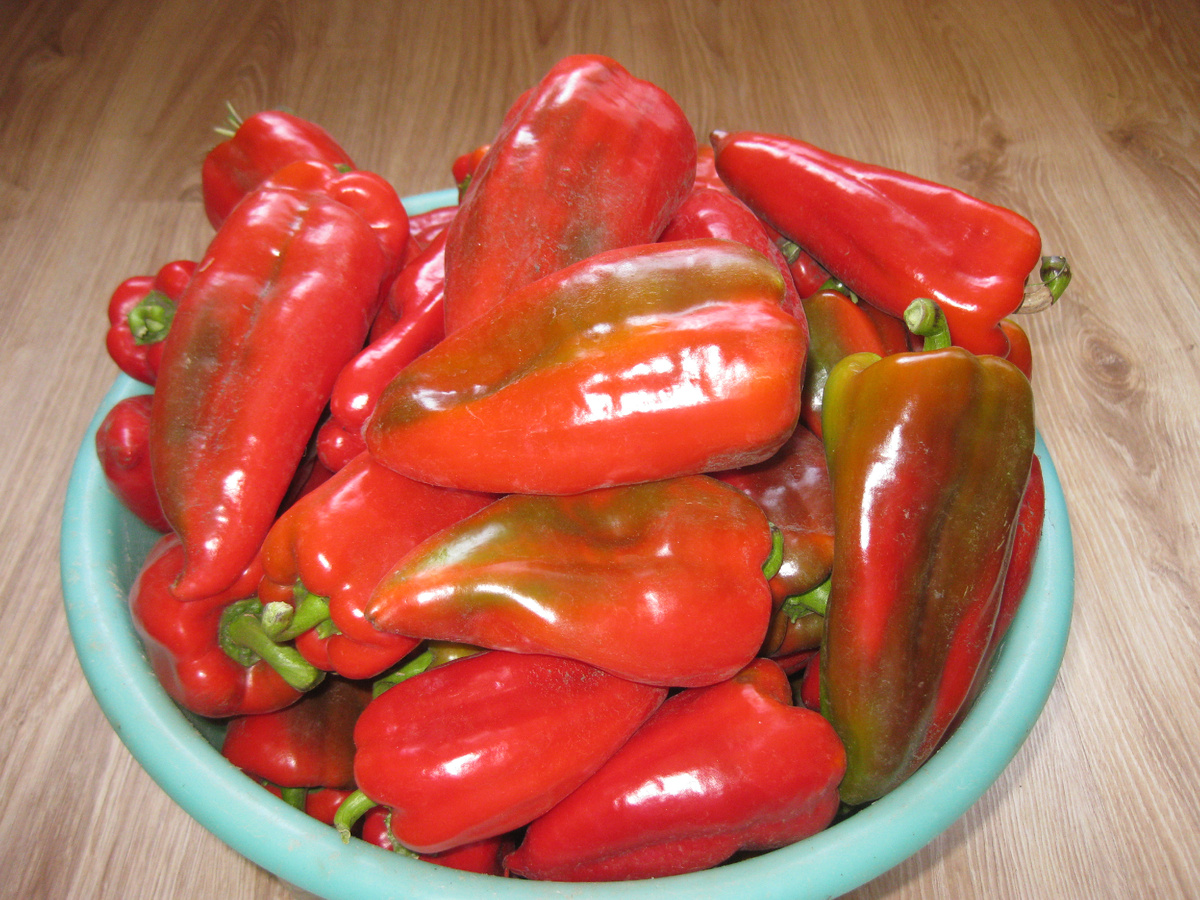 Перец болгарский на дозаривании, фото автора, сентябрь 2025 год