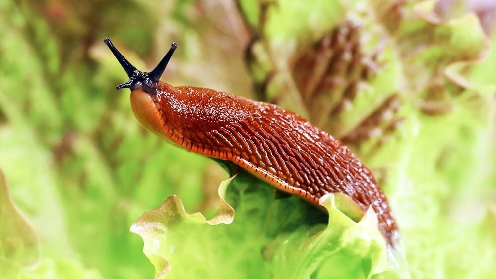 Слизни на капусте