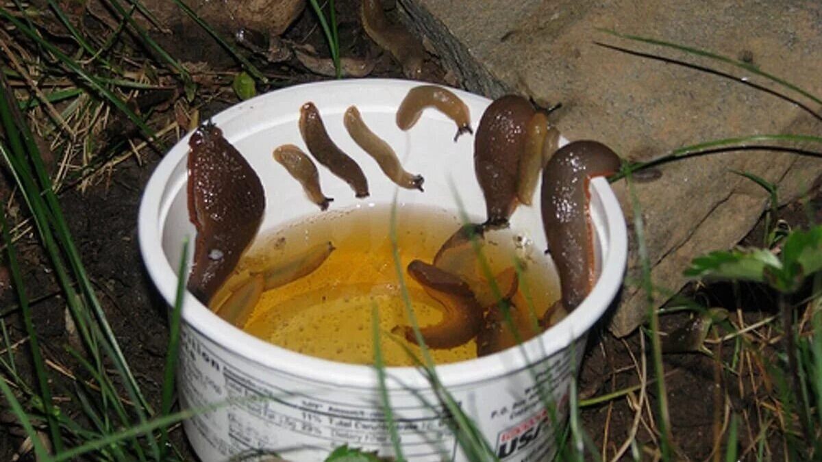 Ловушка для слизней