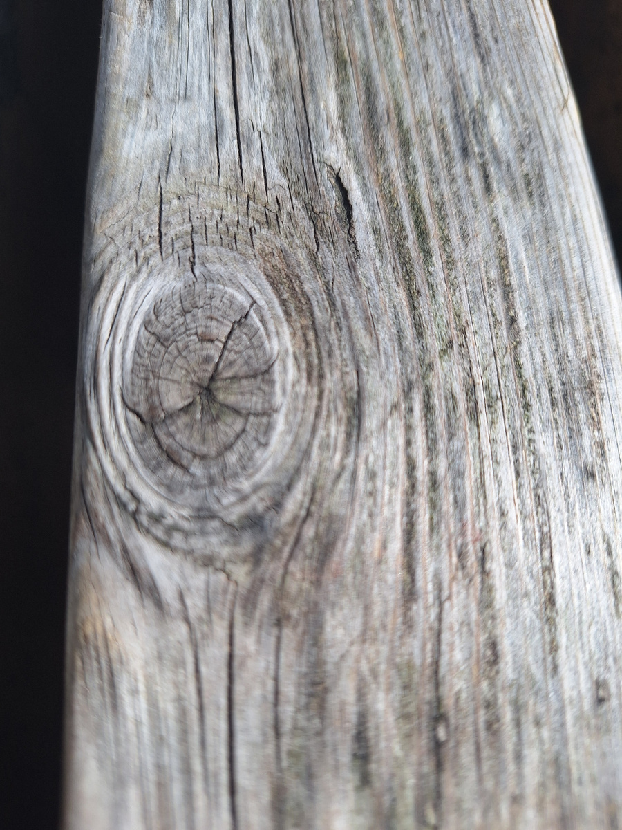 Просто сучок на дереве. Фото - собственность автора канала "ТАК НАДО".