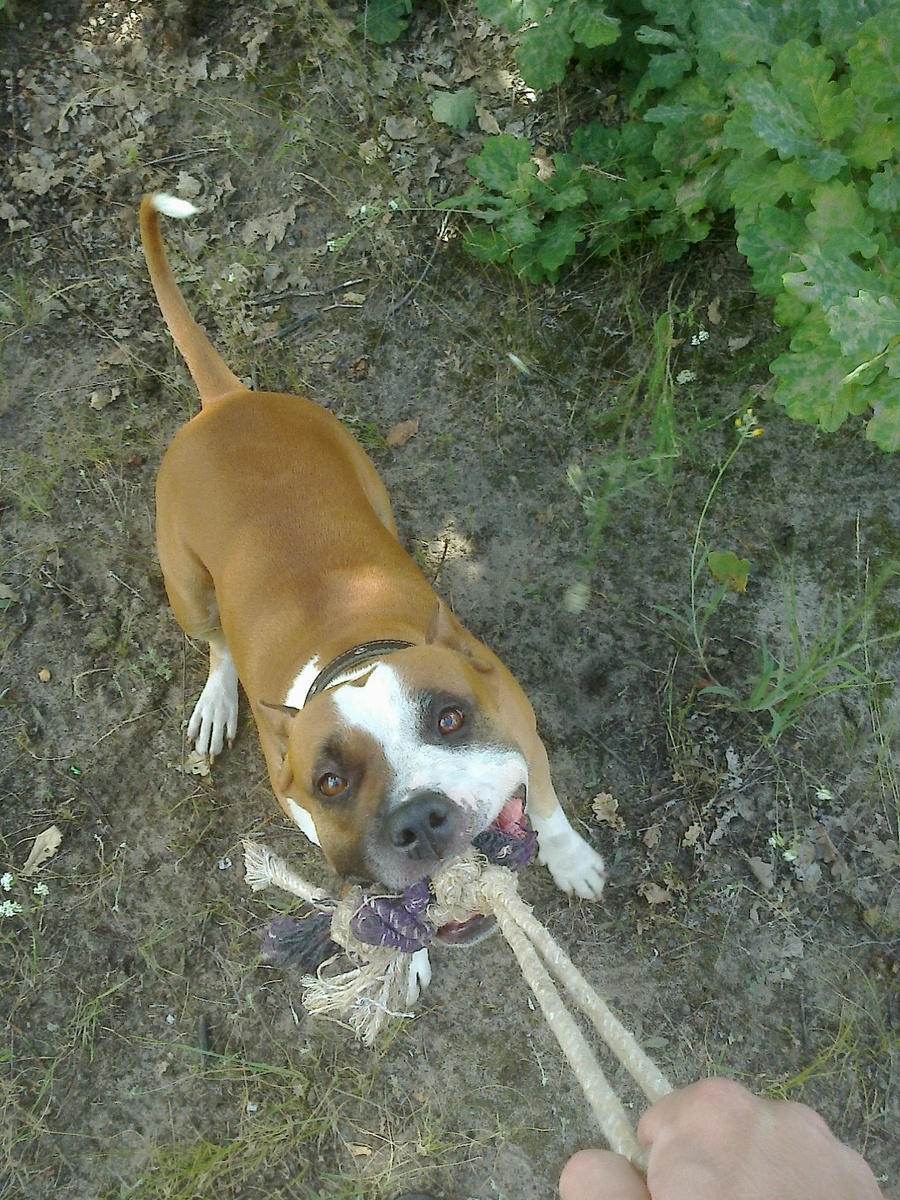 Амстафф Трейси перетягивает канатик.