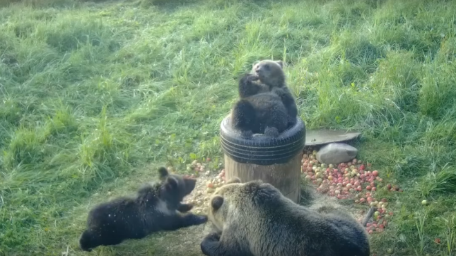 Фото: скриншот видео с ВК-страницы Дмитрия Графова