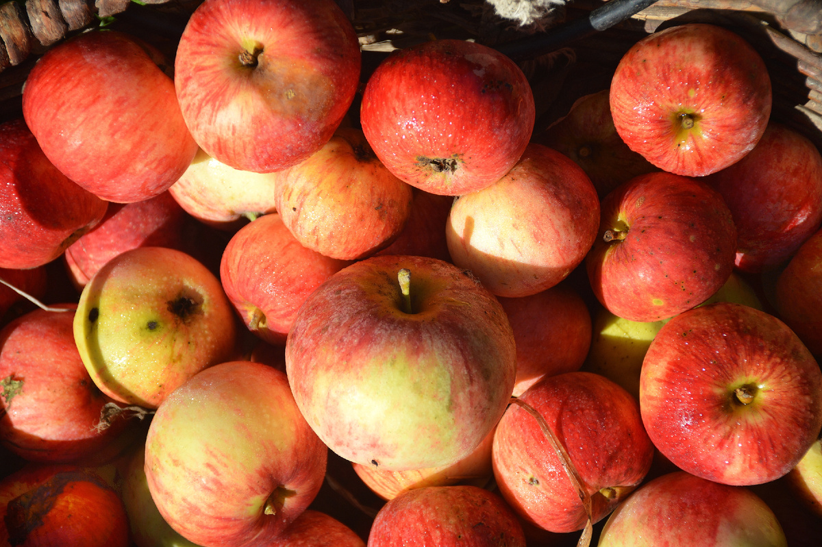 Все фотографии в статье мои. Яблоки - тоже