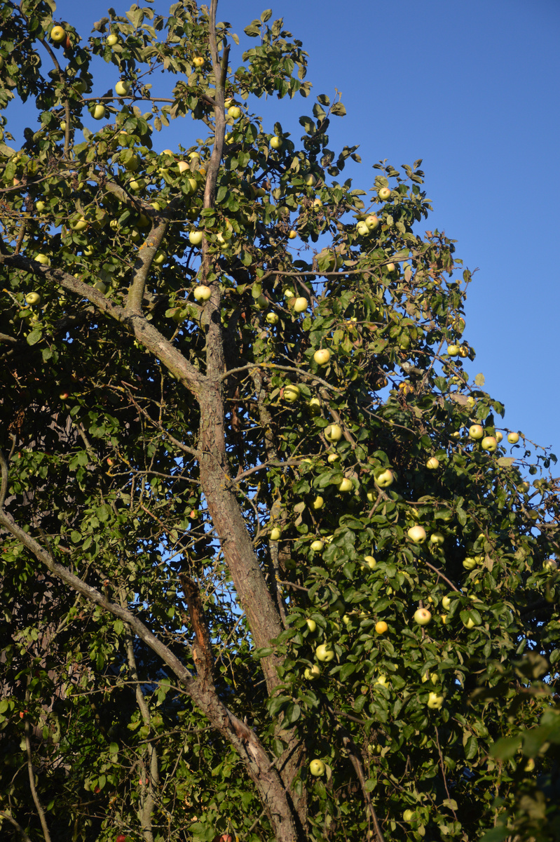  Старая-старая 'Антоновка' 