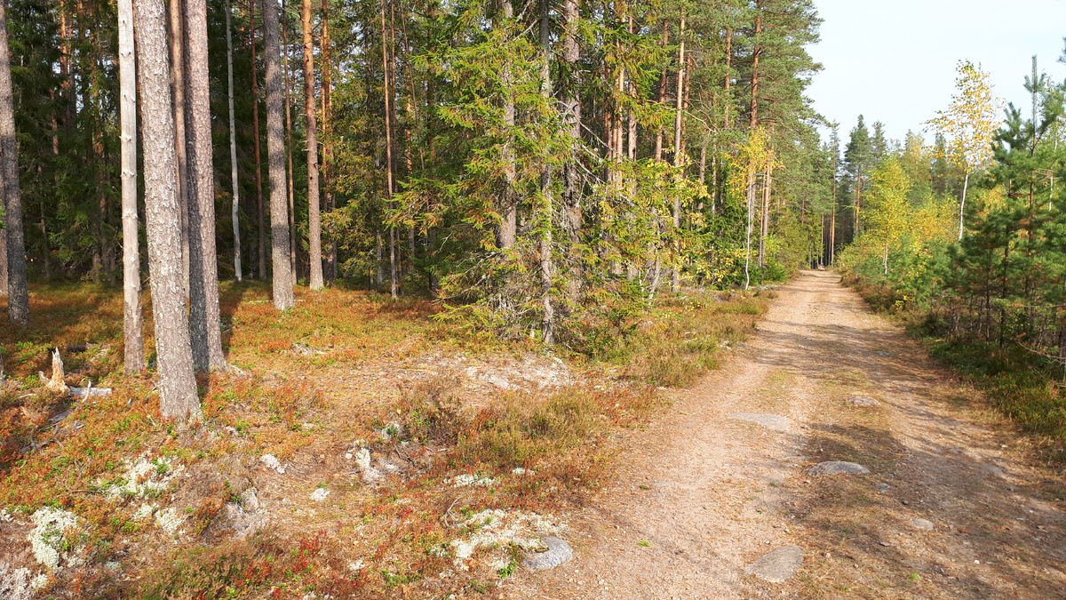 Солнечные дни в бору великолепны, но в пасмурную погоду меньше устаешь, да и грибы лучше видны...  