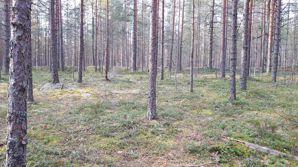 Гулять по такому лесу - одно удовольствие: ни грязи, ни луж и болот, ни песка...