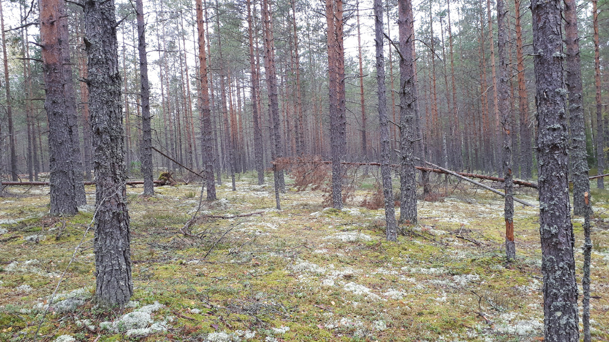 Красота - не нужно продираться сквозь буреломы, как в лиственном лесу, нет ни мрака еловой чащи, ни колючих кустарников... 