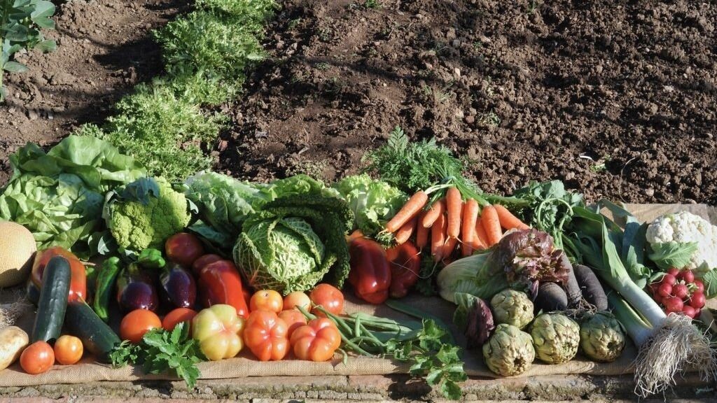 Урожай собран