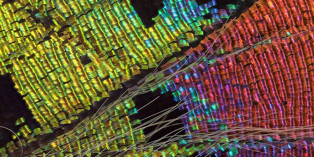 Полная трансформация: как учёные и коллекционеры меняют окраску крыльев бабочки?