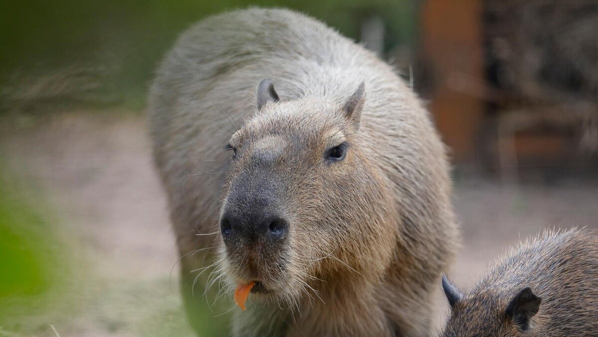    Фото: t.me/lenzoopark