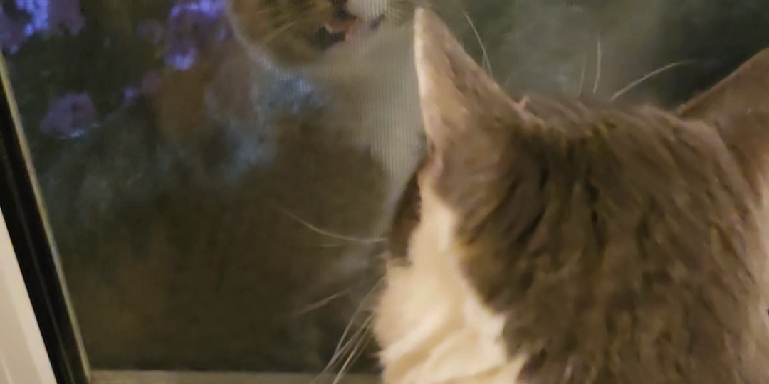 Бездомный котик просился в окно зоогостиницы, ища спасения