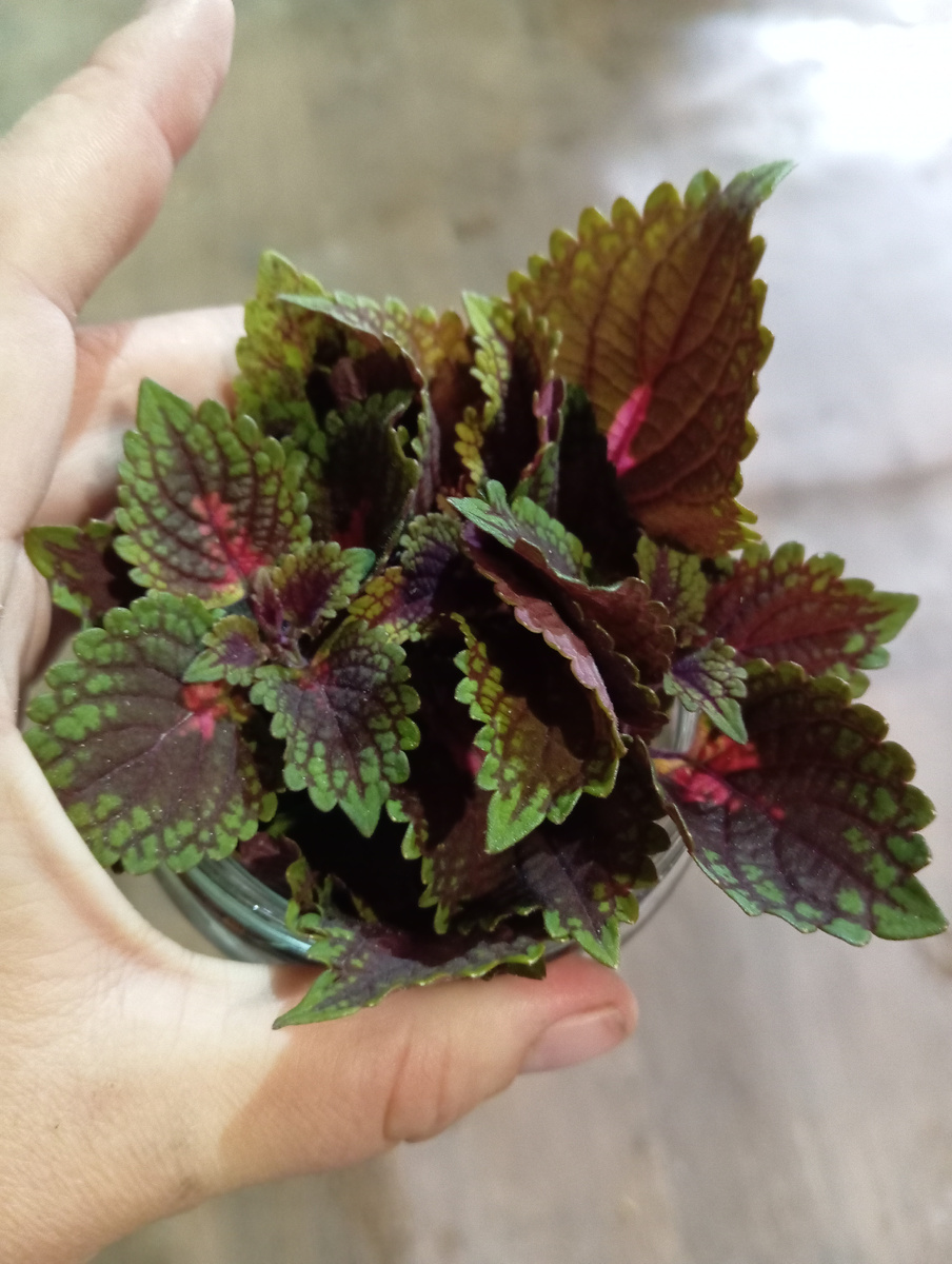 Сохраняем лето разными способами