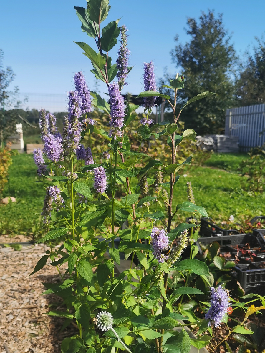 Лофант Blue Fortune