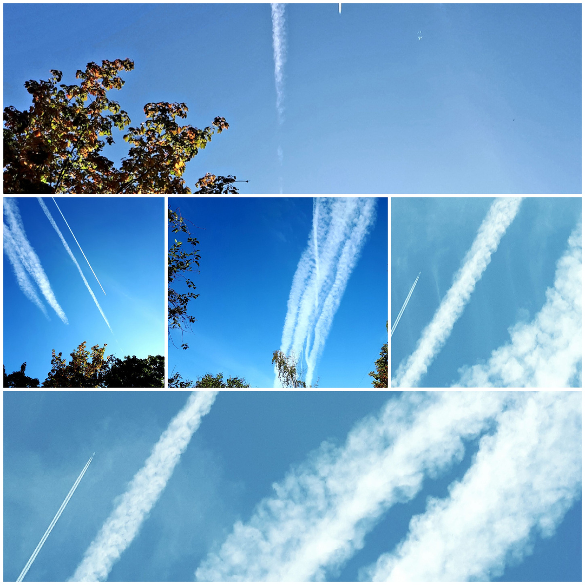 Коллаж автора 13.09.2025г.