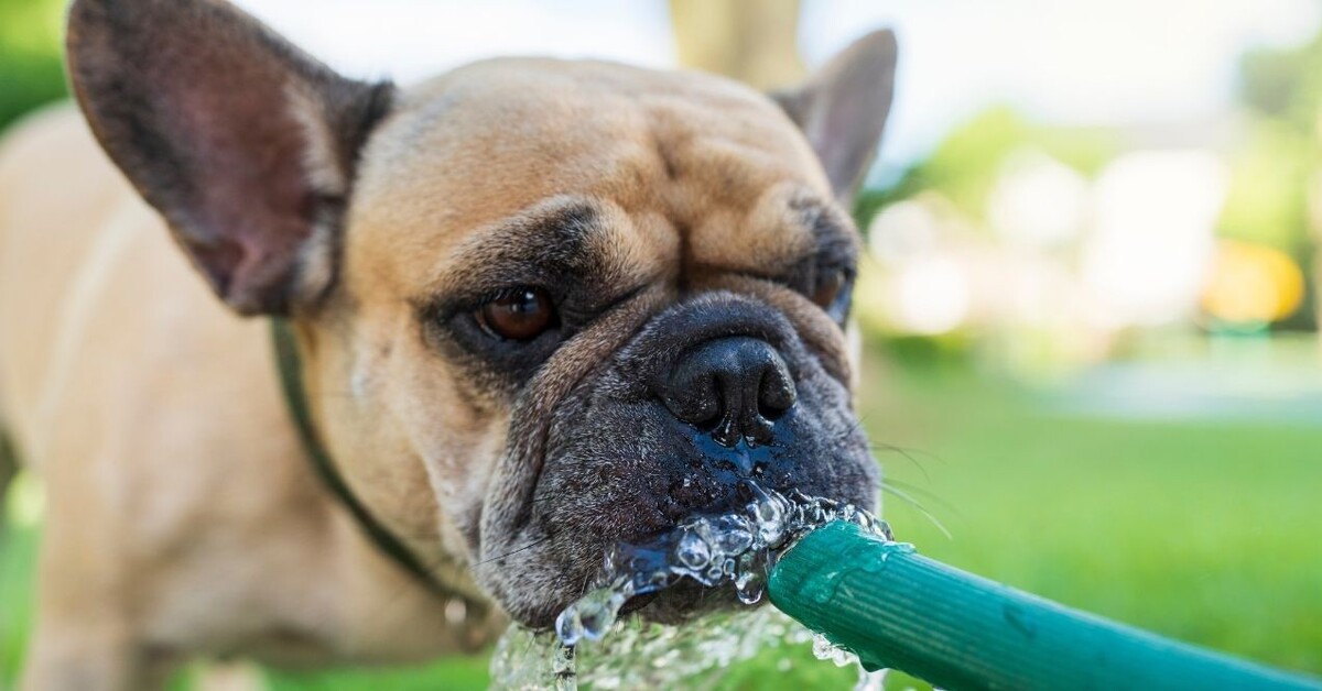 источник фото: https://blog.petmade.com/wp-content/uploads/2025/03/dog-drinking-water-from-hose.jpg