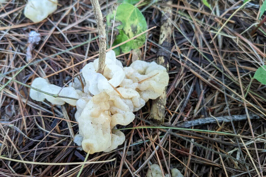    Фото: ultimate-mushroom.com, источник: gazeta.ru