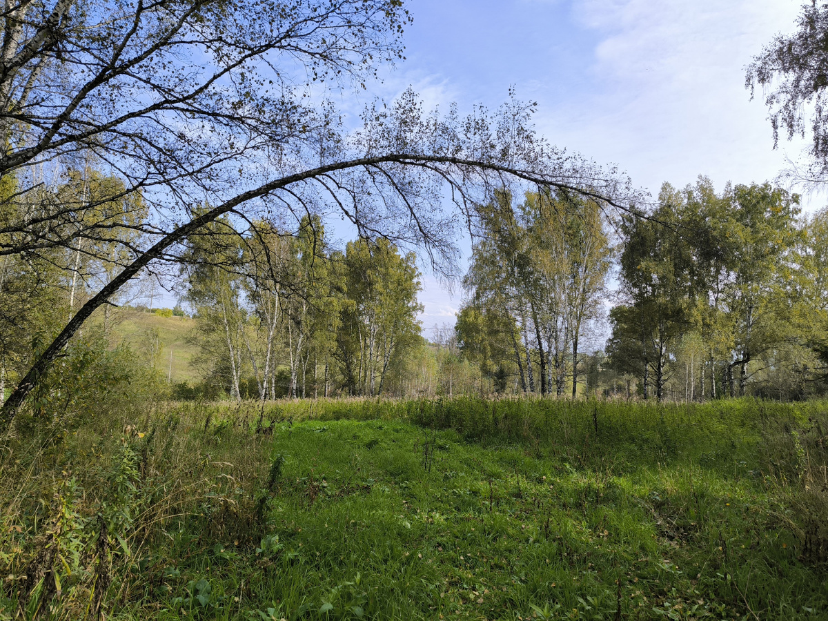 Спускаюсь в лог