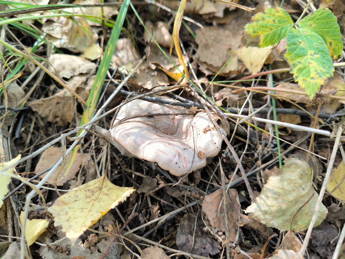 Серушка. Вполне себе неплохой млечник, только едят её сильно