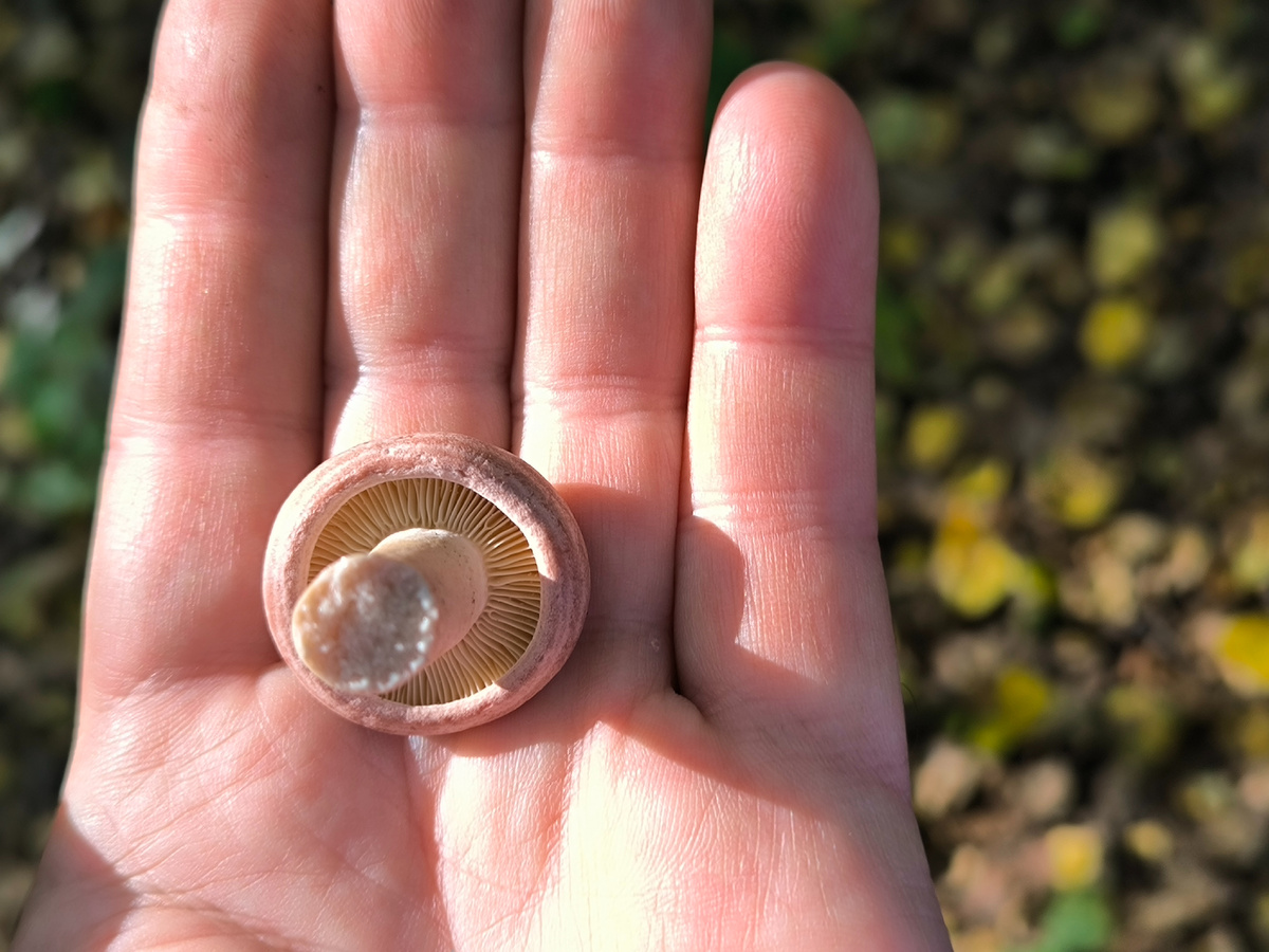 А эта серушечка ещё нетронута