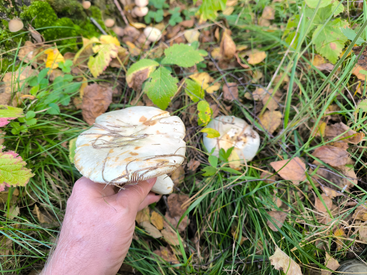 Сыроежки - во! Но тоже вырезать пришлось. Только вчитайтесь: из сыроежки вырезать