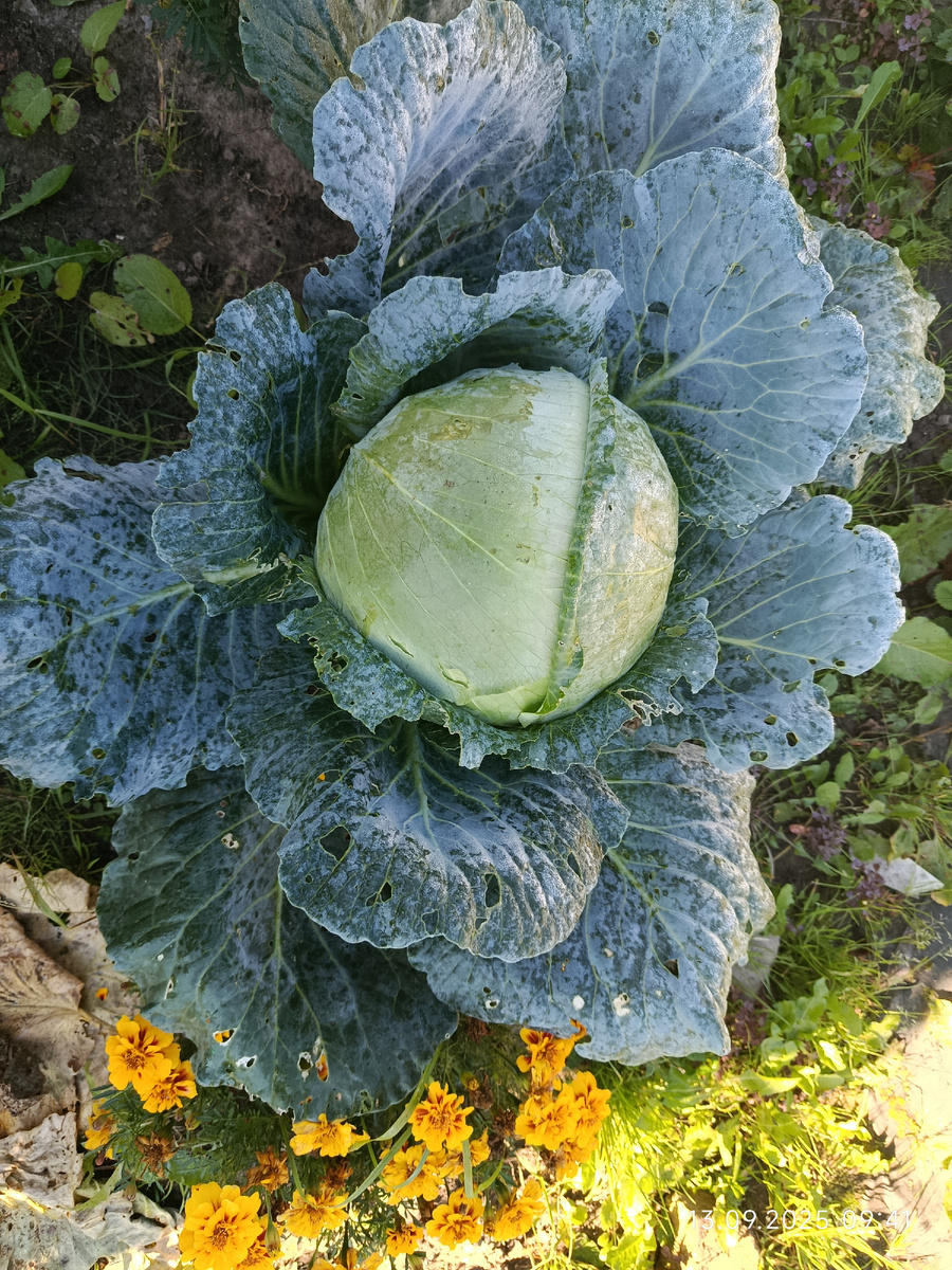 Не знаю сорт. Или Слава или Агрессор, гибрид