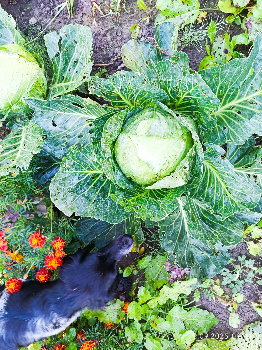 И тут или Слава или Агрессор. Не обрабатывала капусту от слизней ничем. Нет их в кочанах... бархотки "помогли" (?)