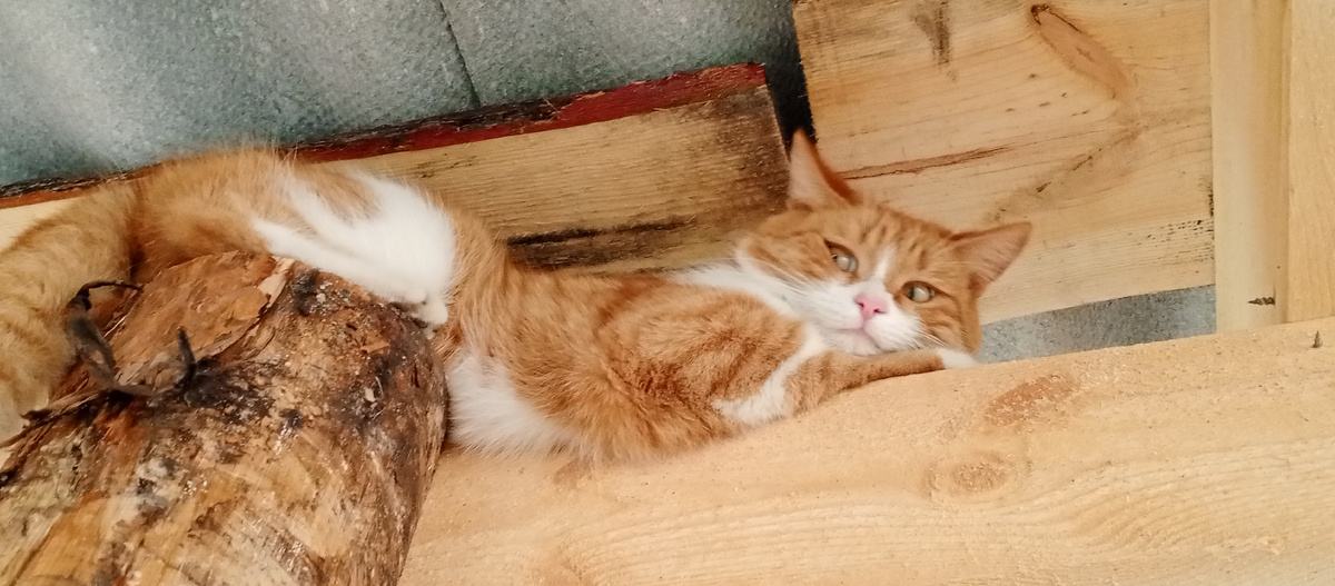 Спрятался типа. Фото автора. 