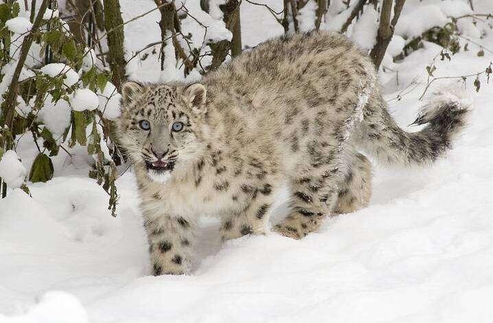 Снежные барсы обитают в таких условиях, в которых другие виды кошачьих не выжили бы. (с) Катон-Карагайский национальный парк.