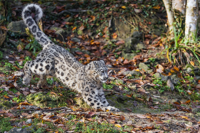 Анатомия прыжка. Как устроен снежный барс.