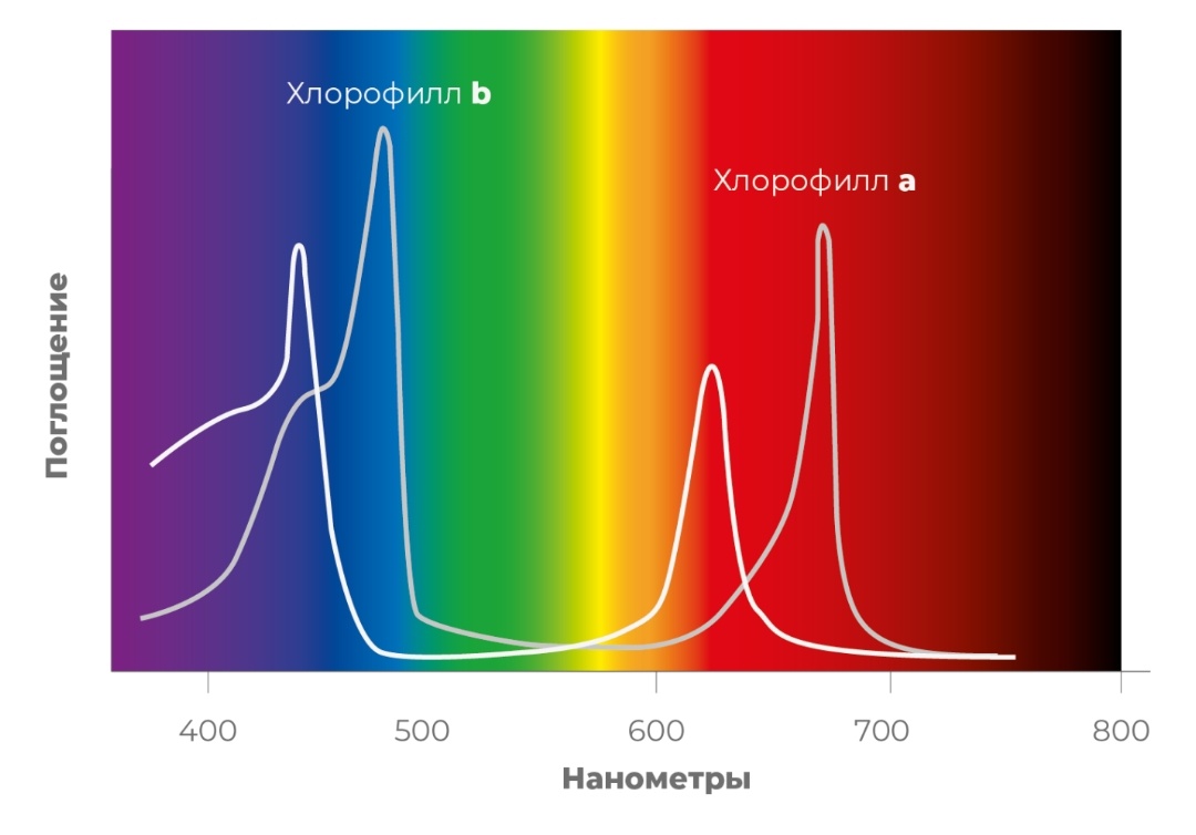 Фотография с сайта  city-farmer.ru/baza-znanij/oborudovanie-dlya-vyrashhivaniya/osveshhenie/vsya-pravda-o-svetilnikah-polnogo-spektra/