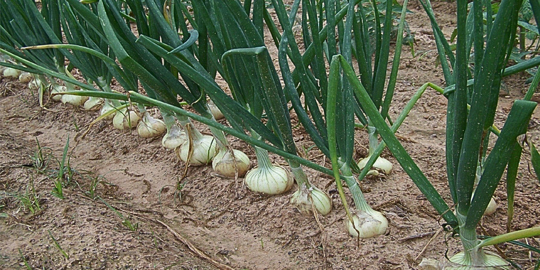 Выращивание репчатого лука из семян за один сезон.
