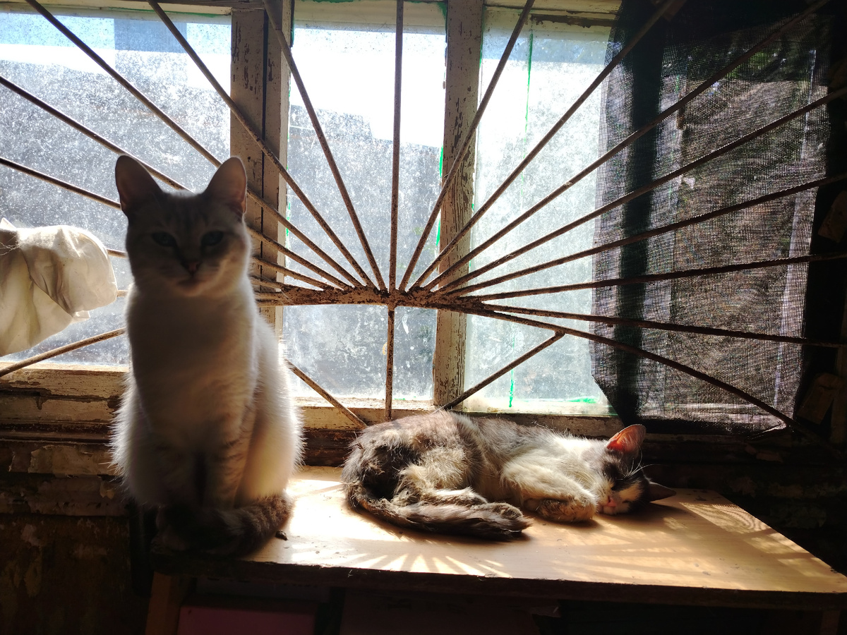 Пуговка и Милочка (полностью слепая) 