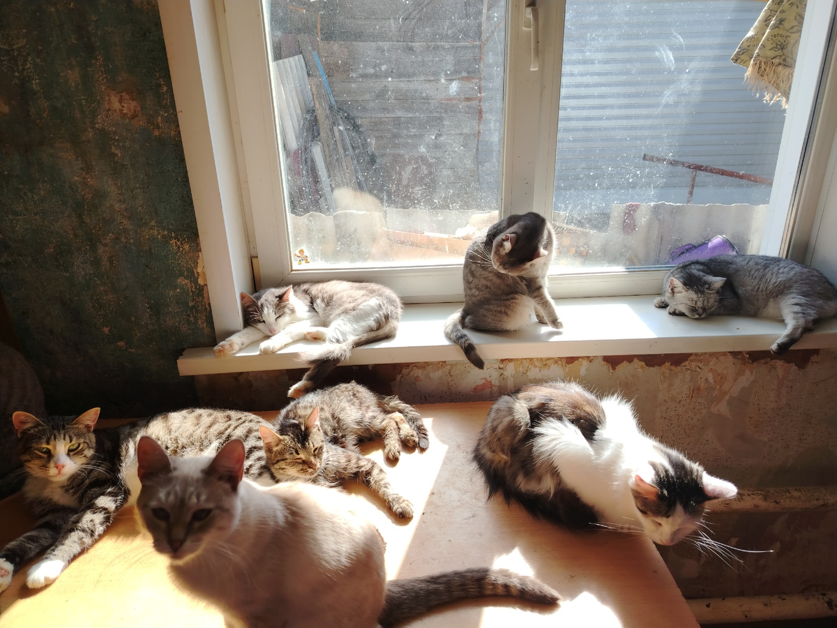 Тотоша на подоконнике слева. 