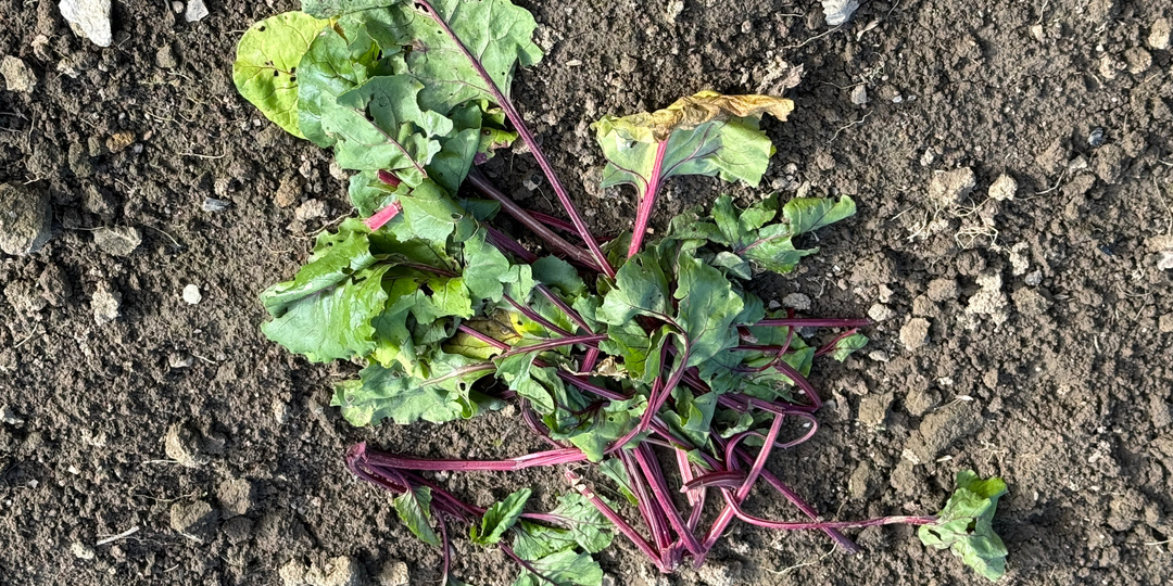 Никогда не выбрасывайте в компост свекольную ботву после уборки урожая