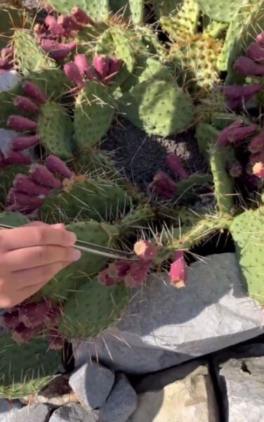    Фото: Ботанический сад имени профессора Б. М. Козо-Полянского