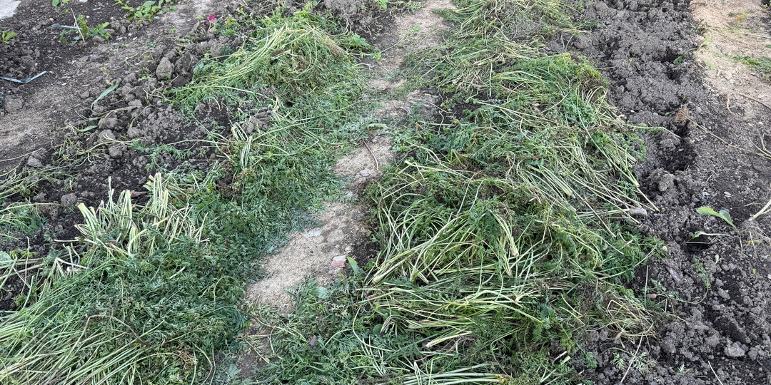 Не убирайте с грядок морковную ботву после уборки моркови