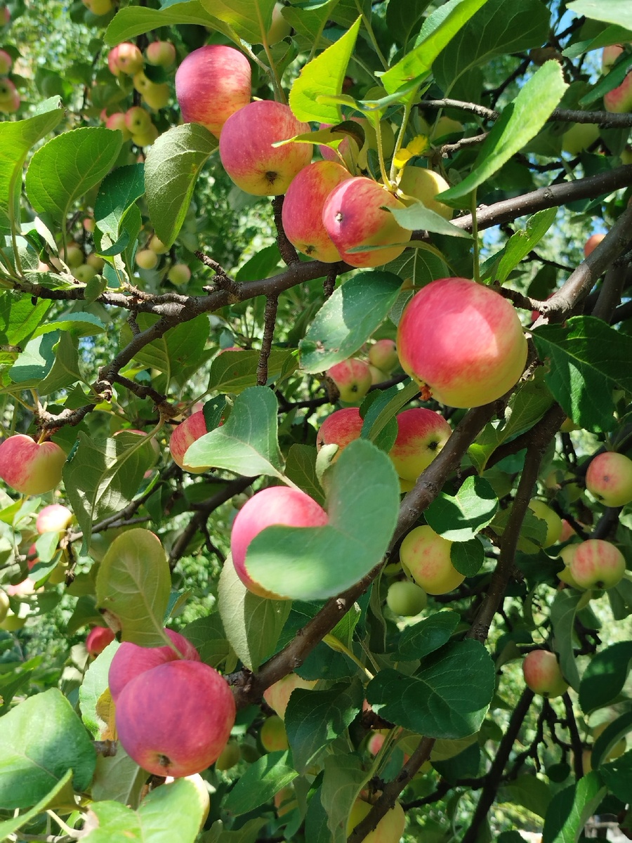 Яблоки Уралец 