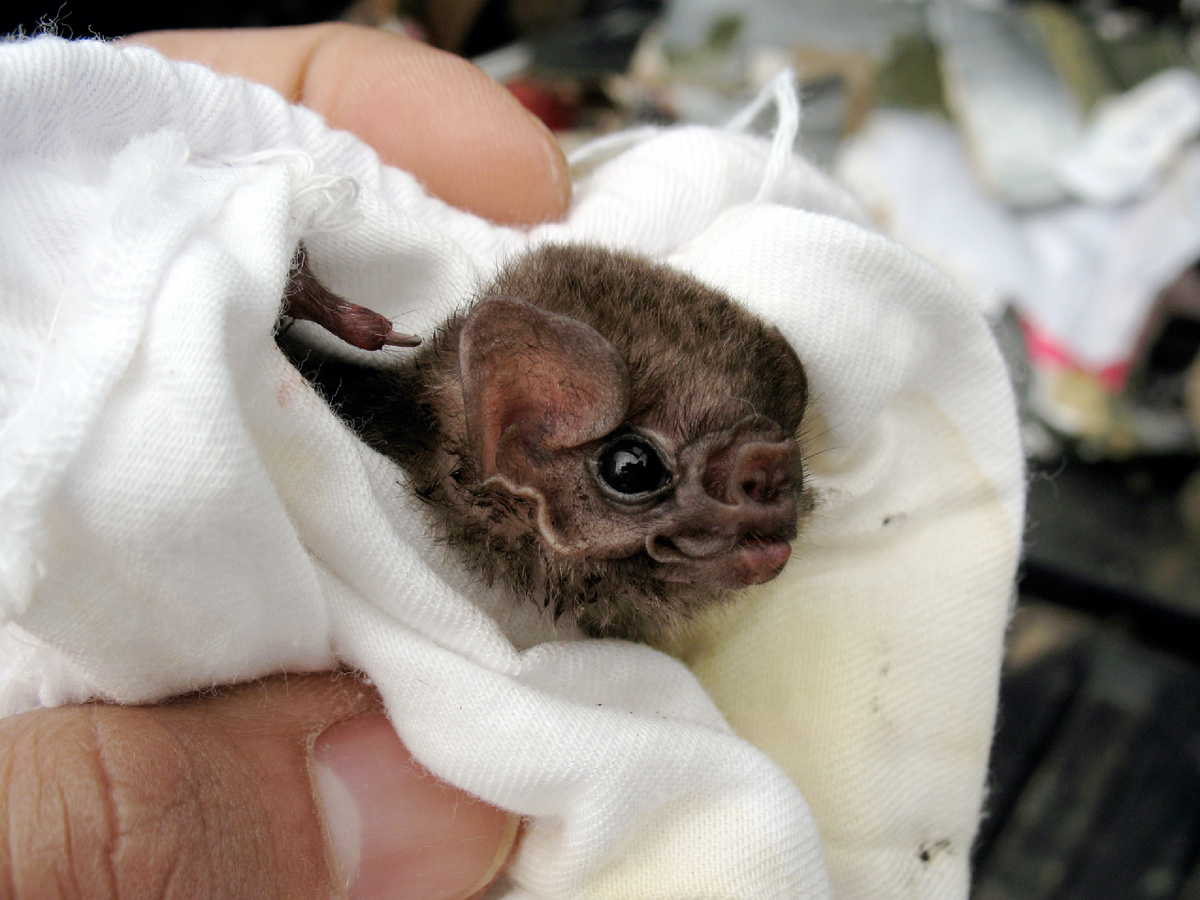 Мохноногий вампир Diphylla ecaudata. Фотография: Gerry Carter, CC BY-SA 4.0