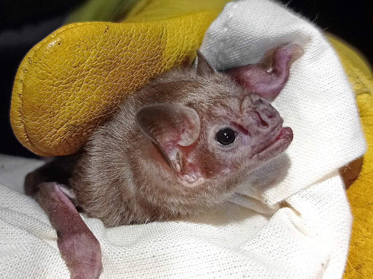 Белокрырый вампир Diaemus youngi. Фотография: Nicholas, CC BY 4.0