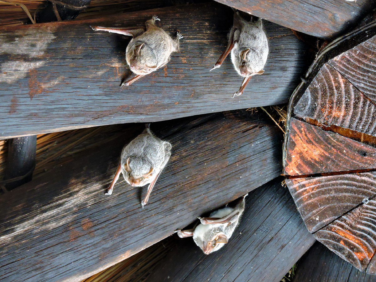 Фотография: JonRichfield, CC BY-SA 4.0