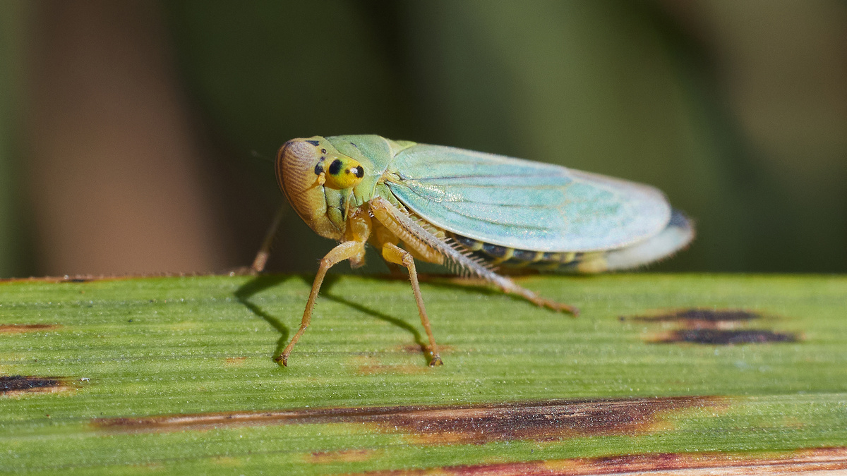 Зелёная цикадка