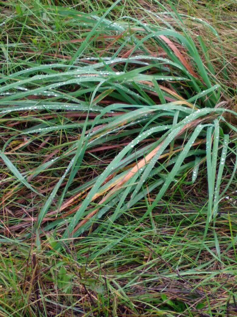  трава в росе и солнца диск литой, смахнув лучами эти капли ртути...